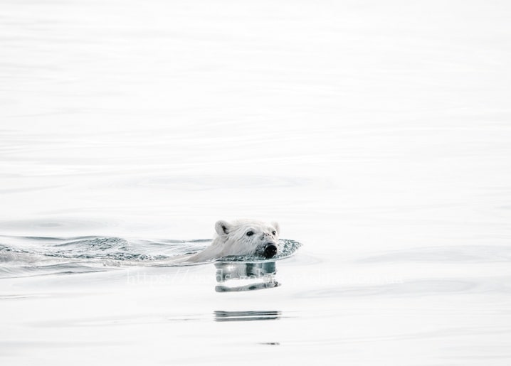 Eisbär schwimmt durch ruhiges eisiges Wasser der Arktis