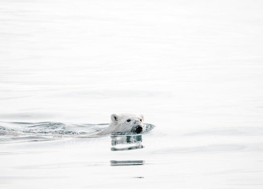 Eisbär schwimmt durch ruhiges eisiges Wasser der Arktis