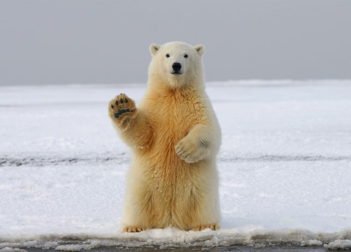 Eisbär steht auf dem Eis und hebt die Pfote wie zum Winken