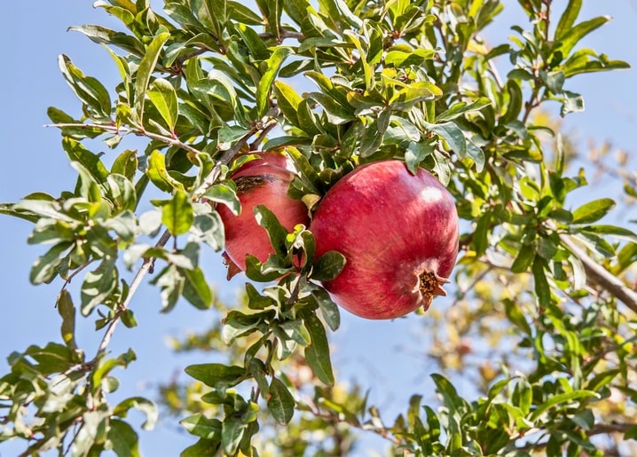 Zwei reife Granatäpfel an einem Zweig vor blauem Himmel