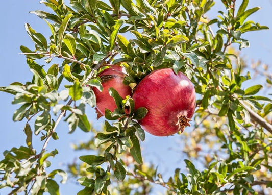 Zwei reife Granatäpfel an einem Zweig vor blauem Himmel