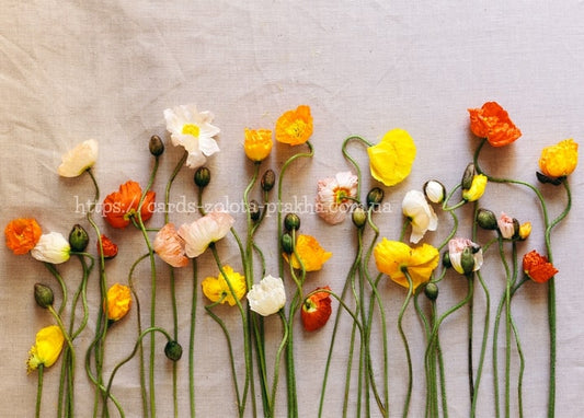 Flatlay mit orangen, gelben und weißen Mohnblumen mit gebogenen Stängeln auf Leinenstoff.