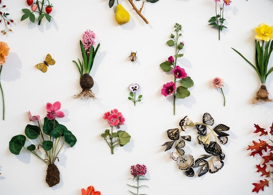 Flatlay aus gepressten Blumen, einer Alpenveilchen-Wurzel, Papierschmetterlingen und Birnen auf Weiß