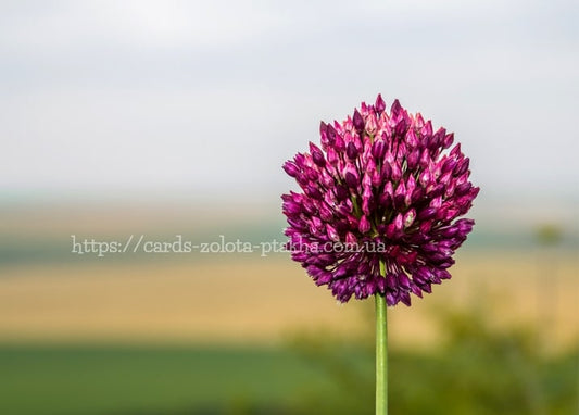 Runde violette Allium-Blüte vor einem sommerlichen Feld