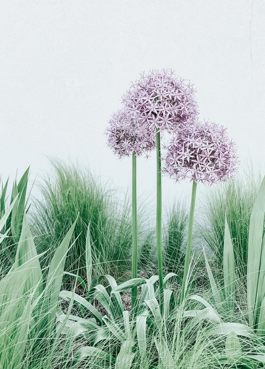 Violette Allium-Blüten über dekorativem Ziergras vor heller Wand