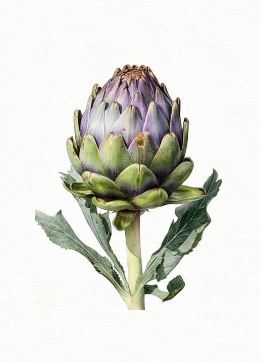 Watercolor illustration of an elongated purple-tinged artichoke bud with two drooping leaves