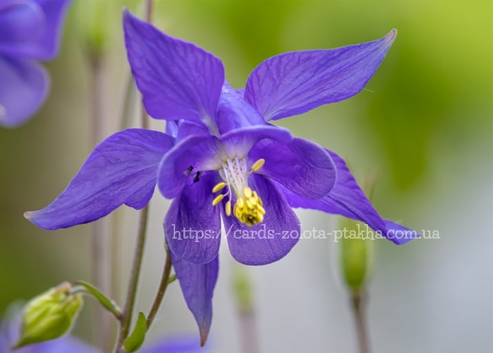 Violette Akeleiblüte mit gelben Staubgefäßen vor unscharfem grünem Gartenhintergrund