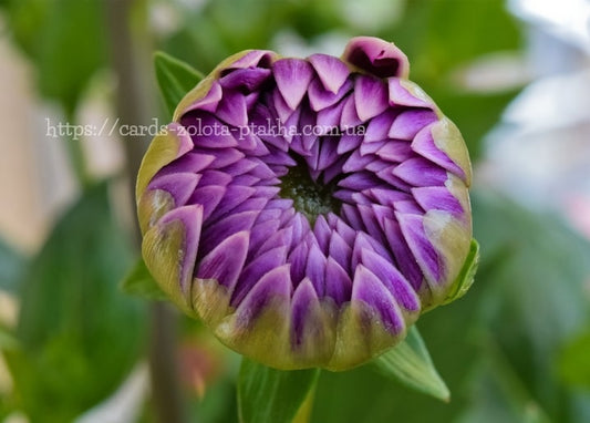 Makroaufnahme einer geschlossenen violetten Dahlienknospe mit Spiralmuster