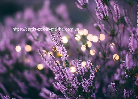Violette Heideblüten im warmen goldenen Bokeh in der Abenddämmerung