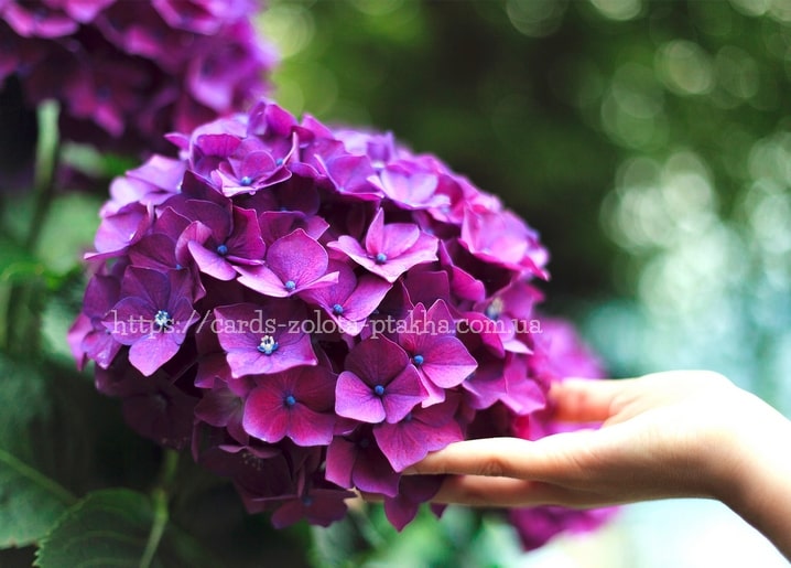 Hand berührt eine große violette Hortensienblüte vor grünem Bokeh-Hintergrund