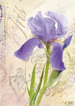 Violette Irisblüte am grünen Stiel vor blassem Vintage-Postkartenhintergrund