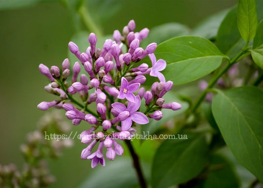 Traube violetter Fliederblüten und Knospen vor grünem Laub