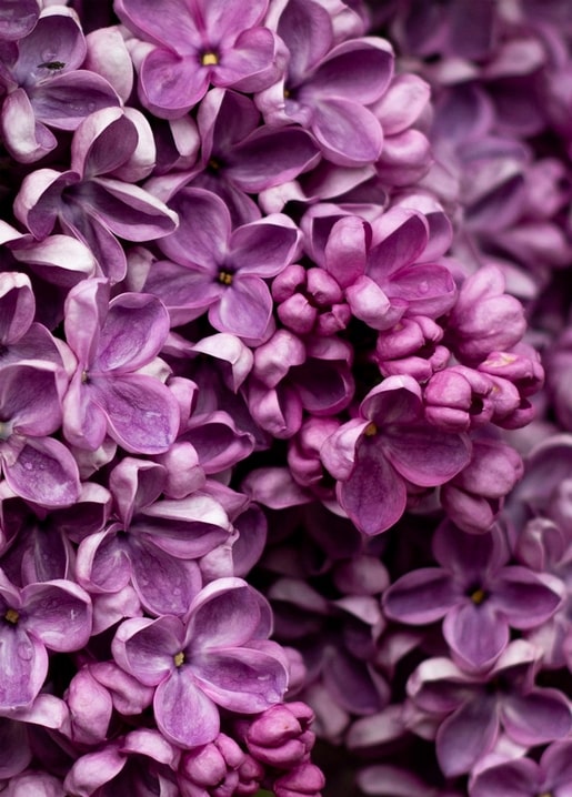 Close-up of purple lilac blossoms in full bloom