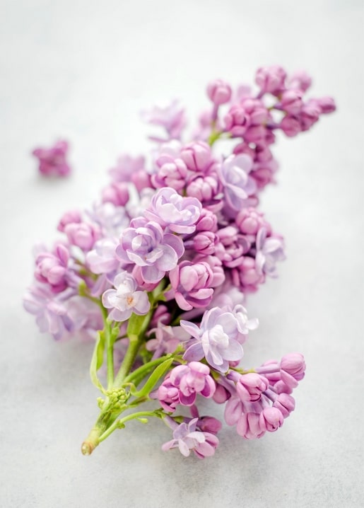 Branch of purple lilac blossoms on a light gray background