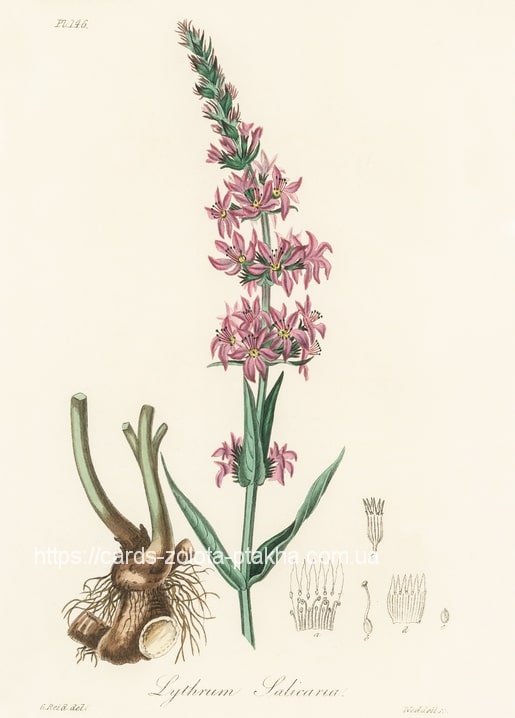 Ботанічна ілюстрація плакуна верболистого (Lythrum salicaria) з рожевим колоском квітів і корінням
