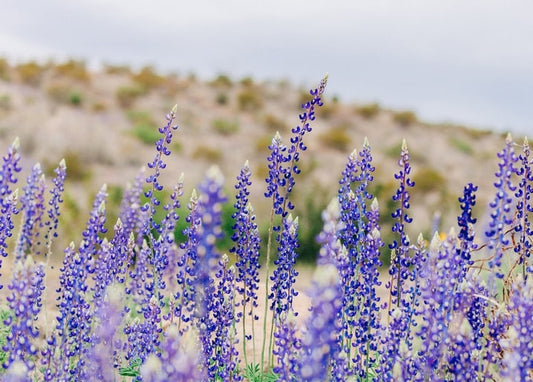 Hohe violette Lupinenähren auf einer sommerlichen Wiese