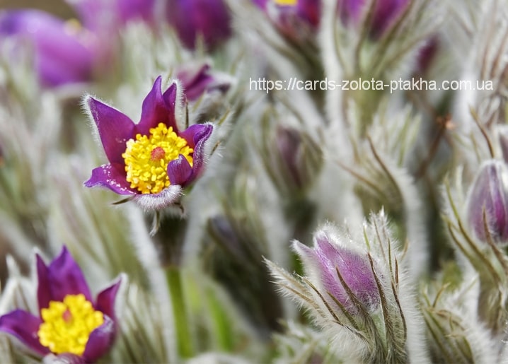 Close-up of a purple pasque flower with a yellow center among fuzzy buds