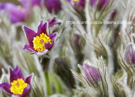 Close-up of a purple pasque flower with a yellow center among fuzzy buds