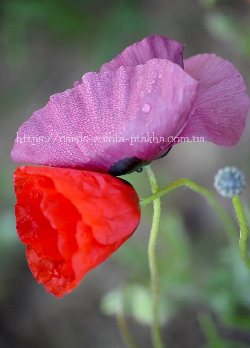Zwei Mohnblumen nach dem Regen, eine violett-rosa und eine rot, mit Tropfen auf den Blüten
