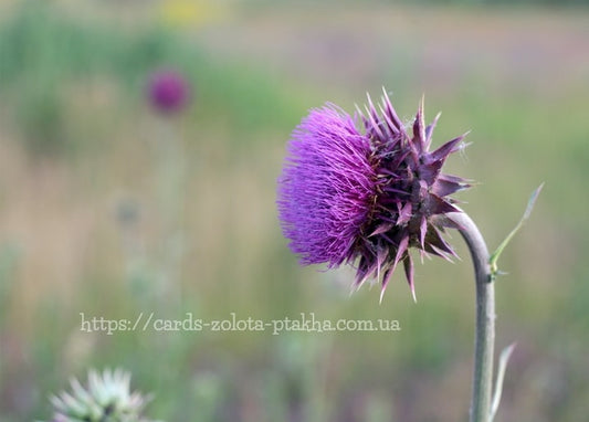 Nahaufnahme einer stacheligen violetten Distelblüte vor verschwommener Wiese