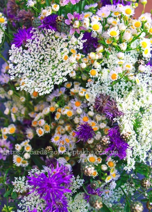 Nahaufnahme eines Wiesenstraußes mit violetten Disteln, weißen Spitzenblüten und Gänseblümchen