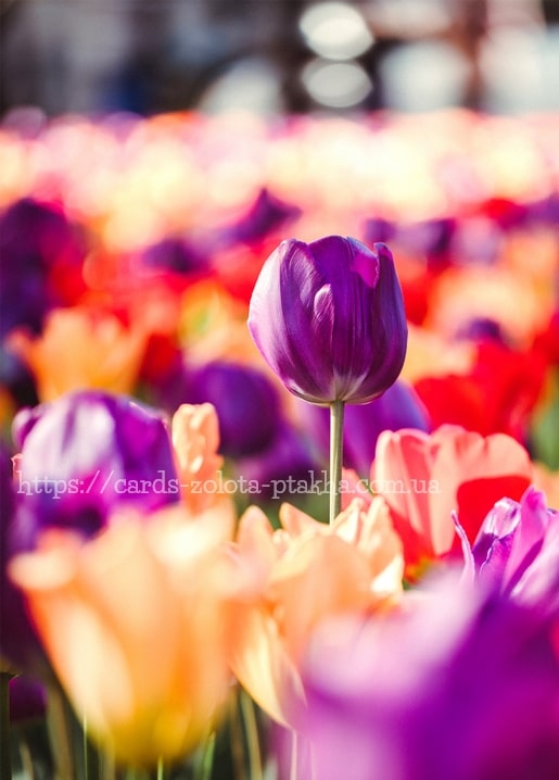 Eine violette Tulpe hebt sich von einem verschwommenen bunten Tulpenfeld ab