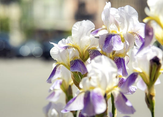 Close-up photo of white and purple bearded iris flowers blooming against a blurred street background
