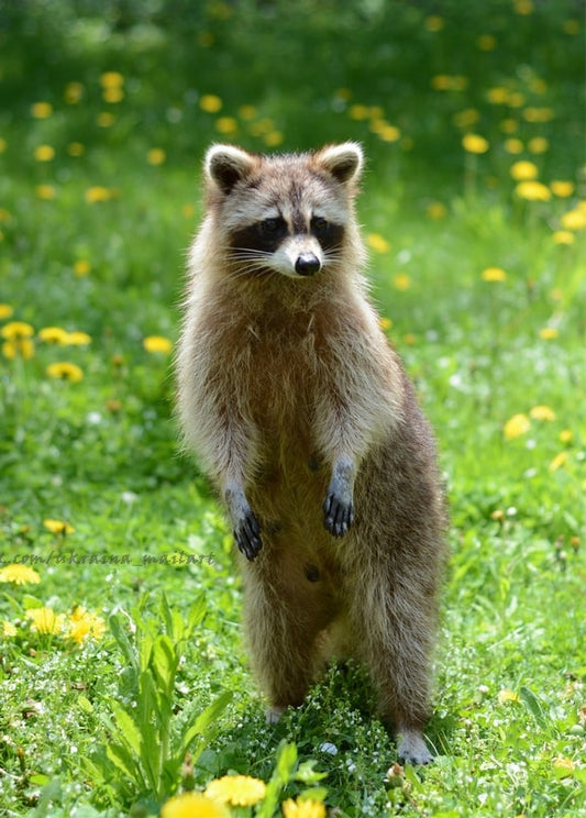 Ein Waschbär steht aufrecht auf einer grünen Wiese voller gelber Löwenzahnblüten.