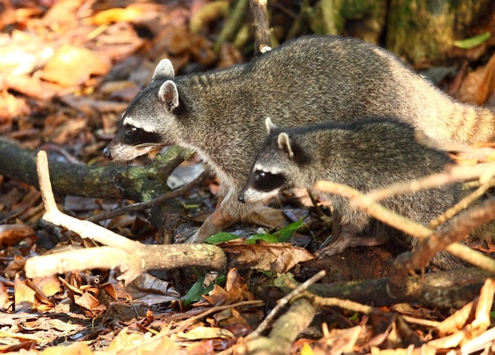 Ausgewachsener Waschbär läuft mit seinem Jungtier durch herbstliches Laub im Wald