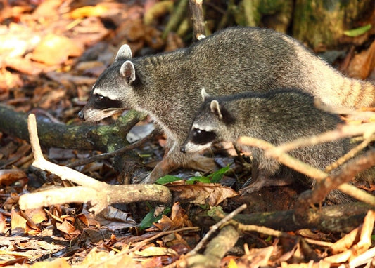 Ausgewachsener Waschbär läuft mit seinem Jungtier durch herbstliches Laub im Wald
