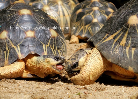 Zwei Strahlenschildkröten mit sternförmigen Panzern berühren sich auf Sand mit den Mäulern