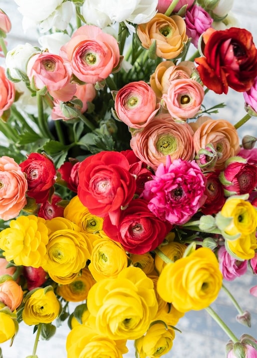 Nahaufnahme eines Straußes aus rosa, roten, gelben und weißen Ranunkelblüten