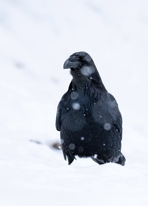 A raven standing still in falling snow, black feathers against white