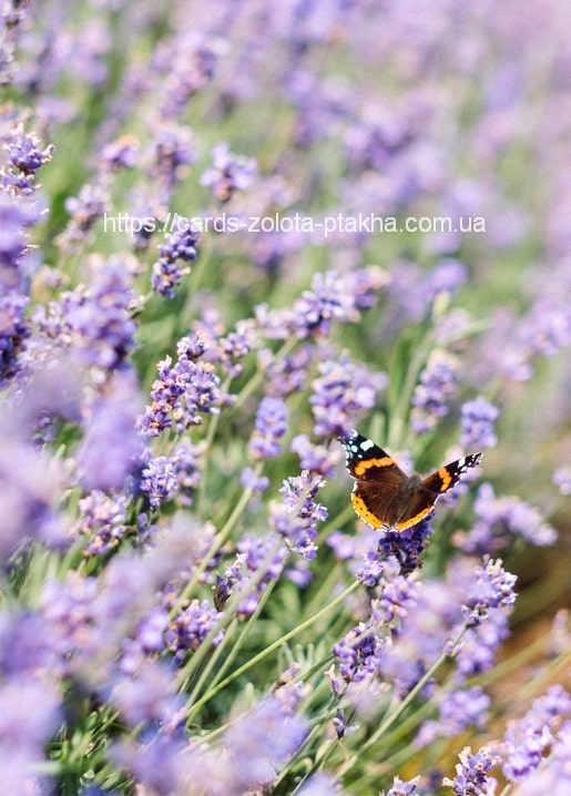 Admiral-Schmetterling mit orange-schwarzen Flügeln auf blühendem Lavendel