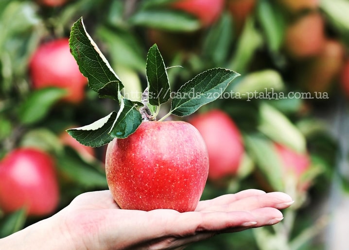 Ripe red apple with leaves held on an open palm in front of an orchard