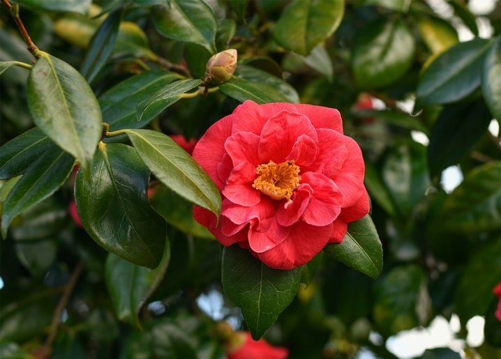 Close-up of a red camellia flower blooming among glossy green leaves