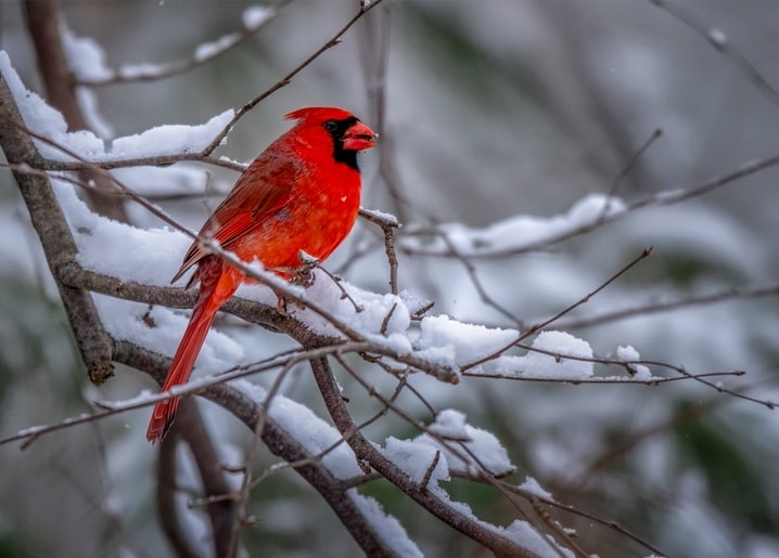 Bright red cardinal perched on a snow-covered branch