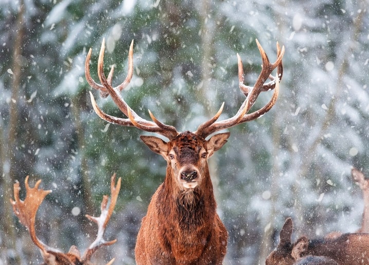 Rothirsch mit großem Geweih im Schneetreiben vor verschwommenem Winterwald
