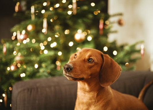 Red-coated dog sitting in front of a glowing Christmas tree