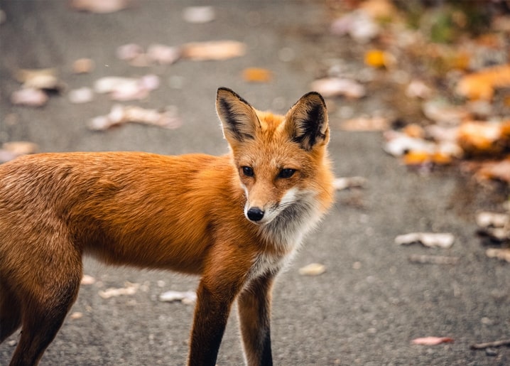 Rotfuchs steht auf einem Kiesweg voller herabgefallener Herbstblätter