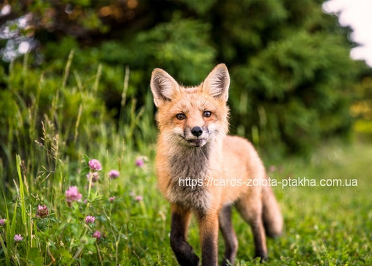 Rotfuchs steht auf einer Wiese mit rosa Kleeblüten vor dunklem Wald