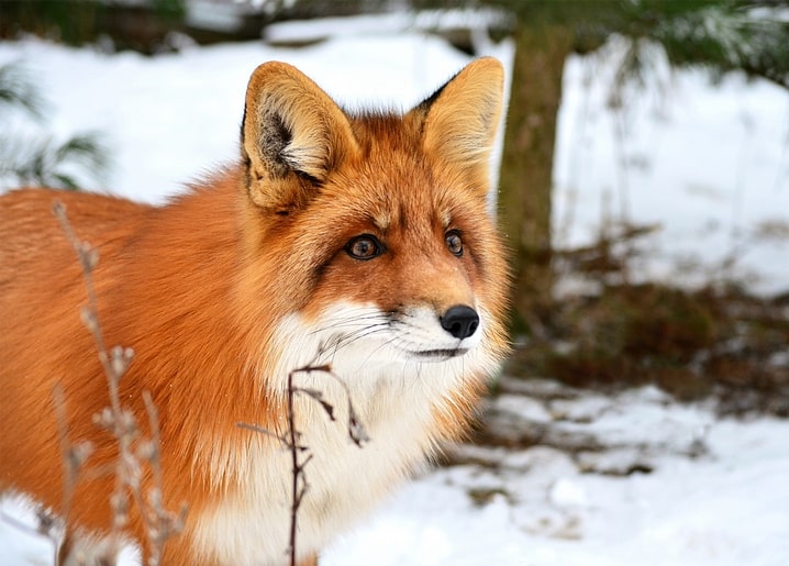 Close-up portrait of a red fox in snow beside pine branches, ears alert
