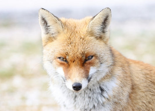 Close-up portrait of a red fox looking directly at the camera against a soft winter backdrop