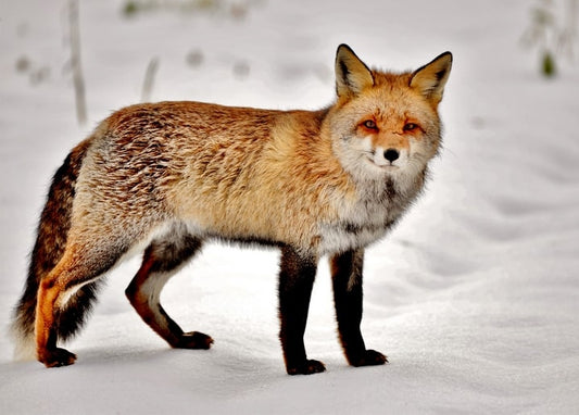 Red fox standing in snow, looking directly at the camera