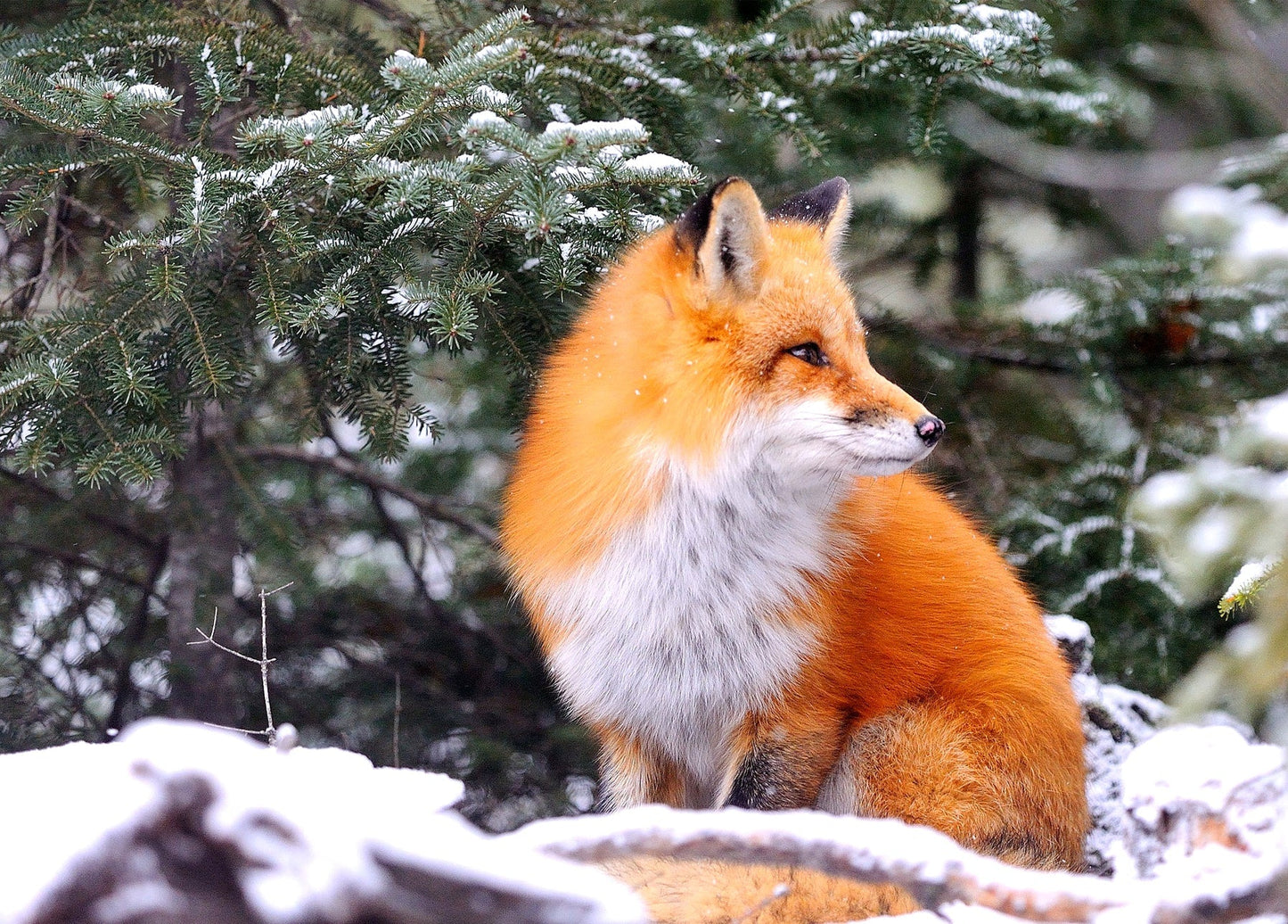 Rotfuchs sitzt aufmerksam unter schneebedeckten Kiefernzweigen im Winterwald