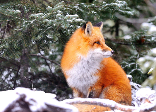 Rotfuchs sitzt aufmerksam unter schneebedeckten Kiefernzweigen im Winterwald