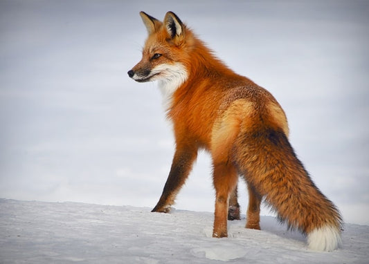Red fox standing alert on fresh snow, ears pricked and tail full.