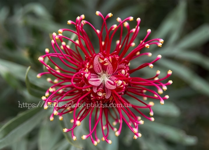 Makroaufnahme einer roten Grevillea-Spinnenblume mit goldbespitzten Staubfäden