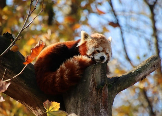 Roter Panda schläft zusammengerollt auf einem Ast zwischen Herbstlaub