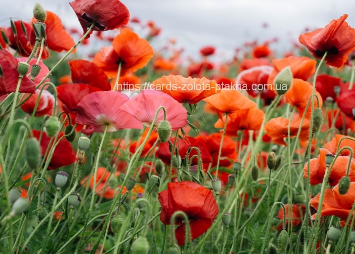 Feld aus roten, rosa und orangefarbenen Mohnblumen unter bewölktem Himmel